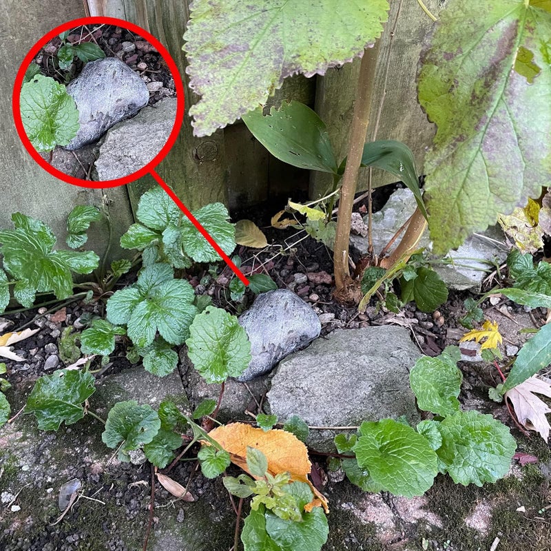PANGAEA Key Rock - Safe for Outdoor Hide A Key in Plain Sight in a Real Looking Rock/Stone, Holds Standard when not at home or are not able to unlock the door - Image 4